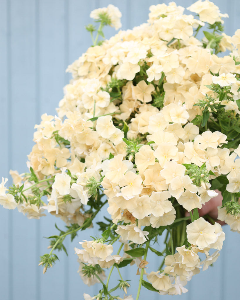 Bluehende Pflanze Sommerphlox 'Isabellina' Phlox drummondii aus der Gartenzauber-Saatgutserie