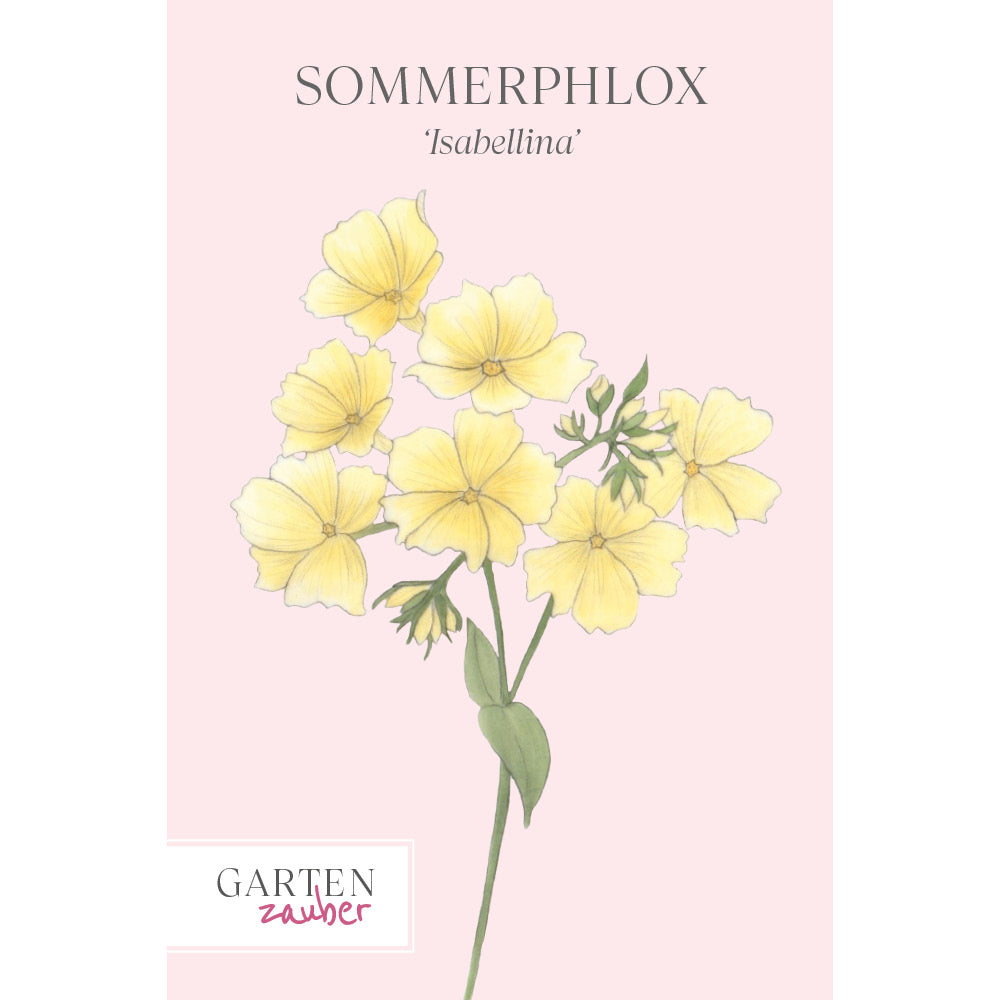 Sommerphlox 'Isabellina' Saatgut – Blumensamen