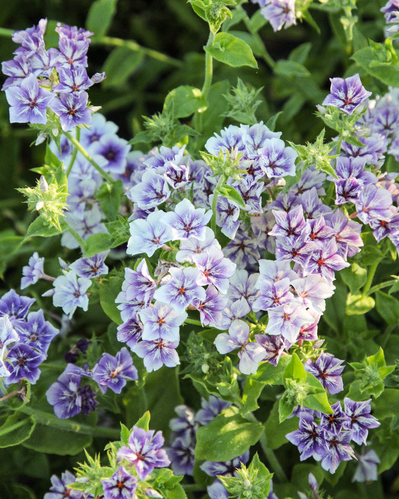 aussen künstliche pflanzen wetterfest 12 Bündel 35cm Kunstblumen wie Echt Künstliche Blumen Lavendel Outdoor –  kunstblumenshop main image 1