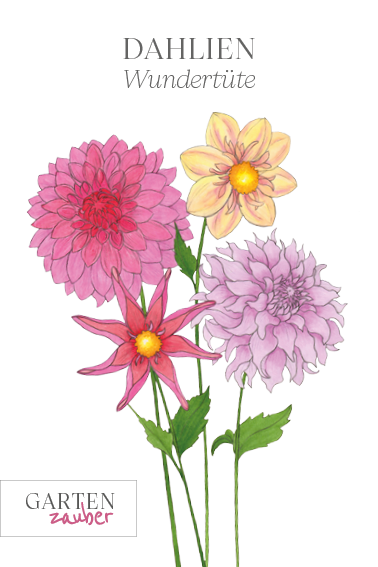 Dahlia Mix Grab Bag