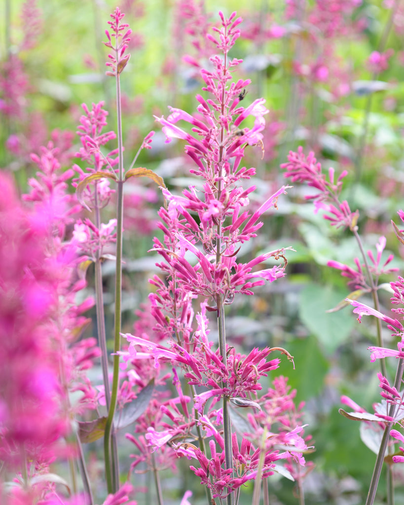 Seitliche Nahaufnahme einer leuchtend violetten Blütenrispe der Mexikanischen Duftnessel (Agastache ‘Zuni’).