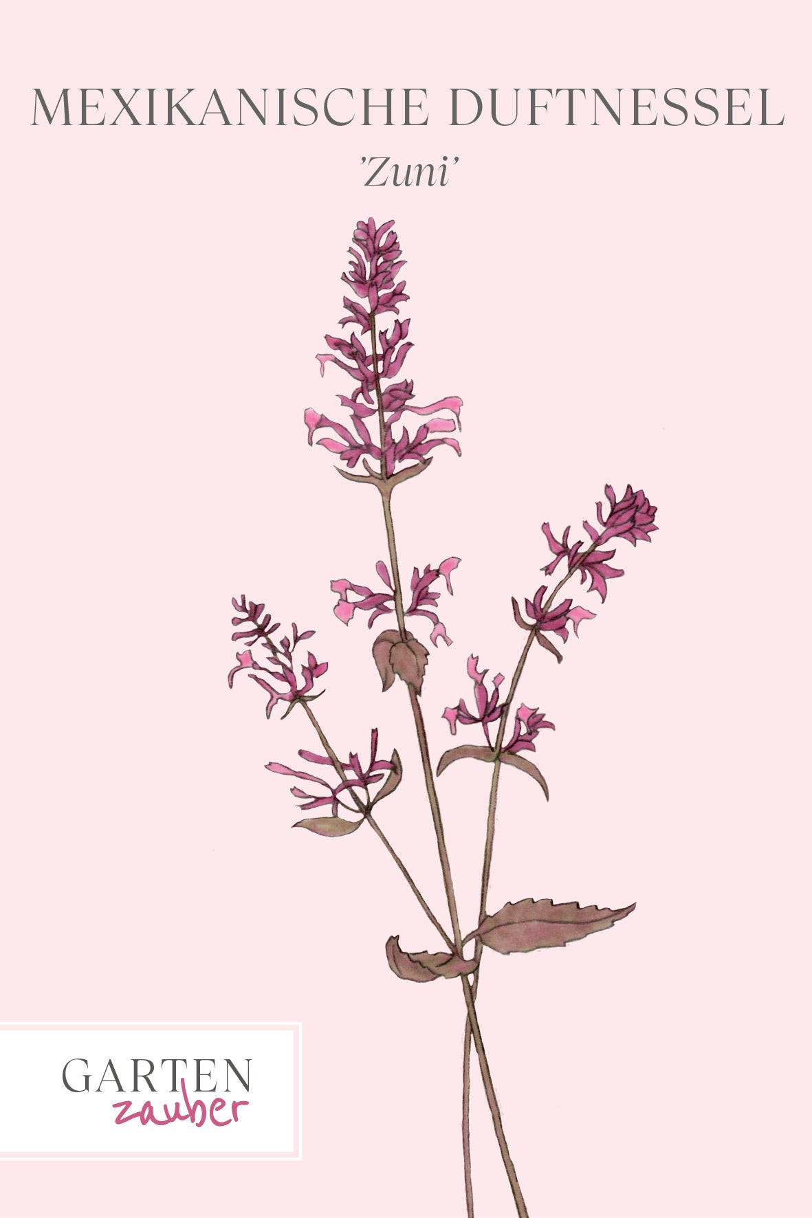 Vorderseite der Saatguttüte Mexikanische Duftnessel ‘Zuni’ – Agastache Cana mit handgezeichneter Illustration der leuchtend rosa bis pinken Blütenrispen aus der Gartenzauber-Saatgutserie.