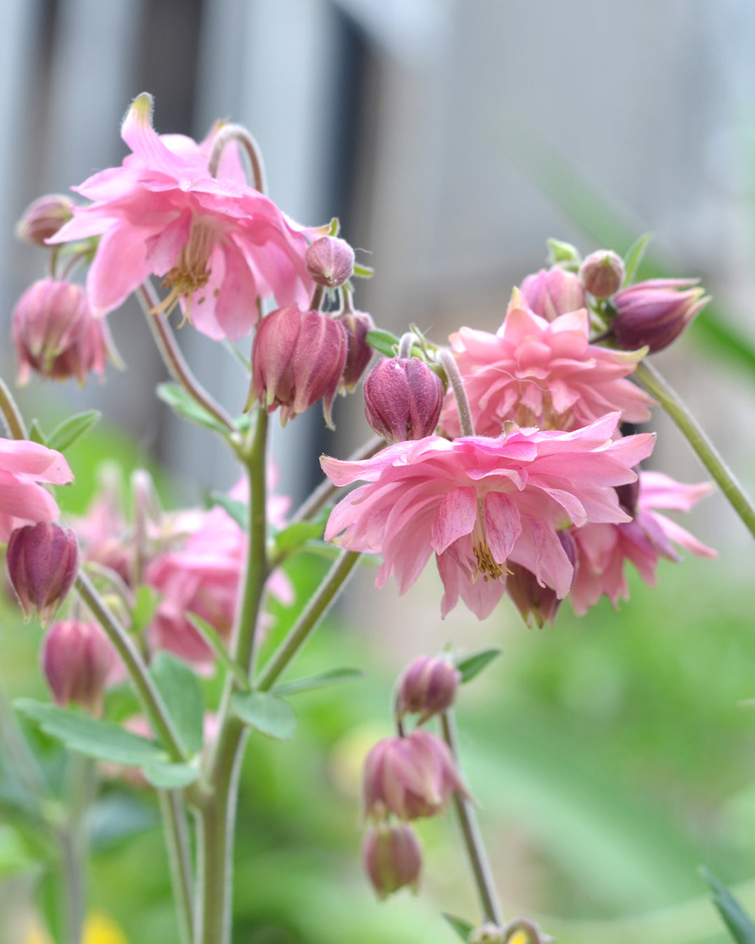 Bluehende Pflanze Akelei - Aquilegia vulgaris ‘Rose Barlow‘ aus der Gartenzauber-Saatgutserie