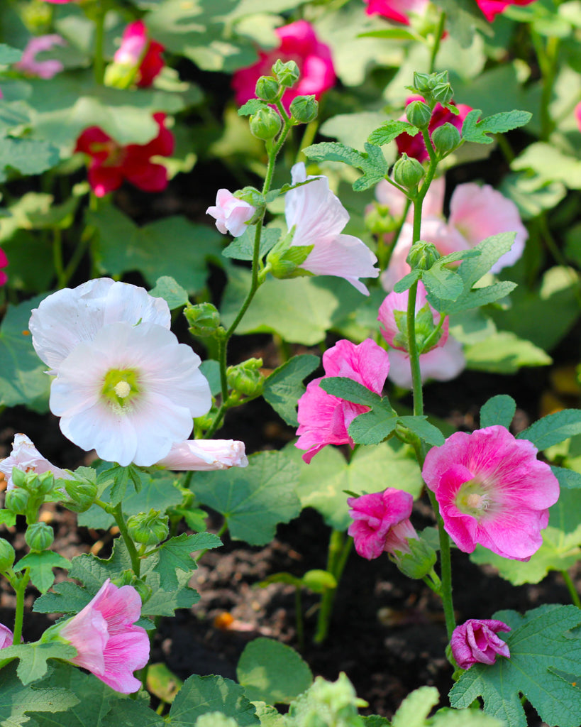Mehrere einfache Blüten der Stockrose (Alcea rosea-Hybr. ‘Simplex’) in Weiß, Gelb, Rosa und Rot an aufrechten Rispen im Gartenbeet.