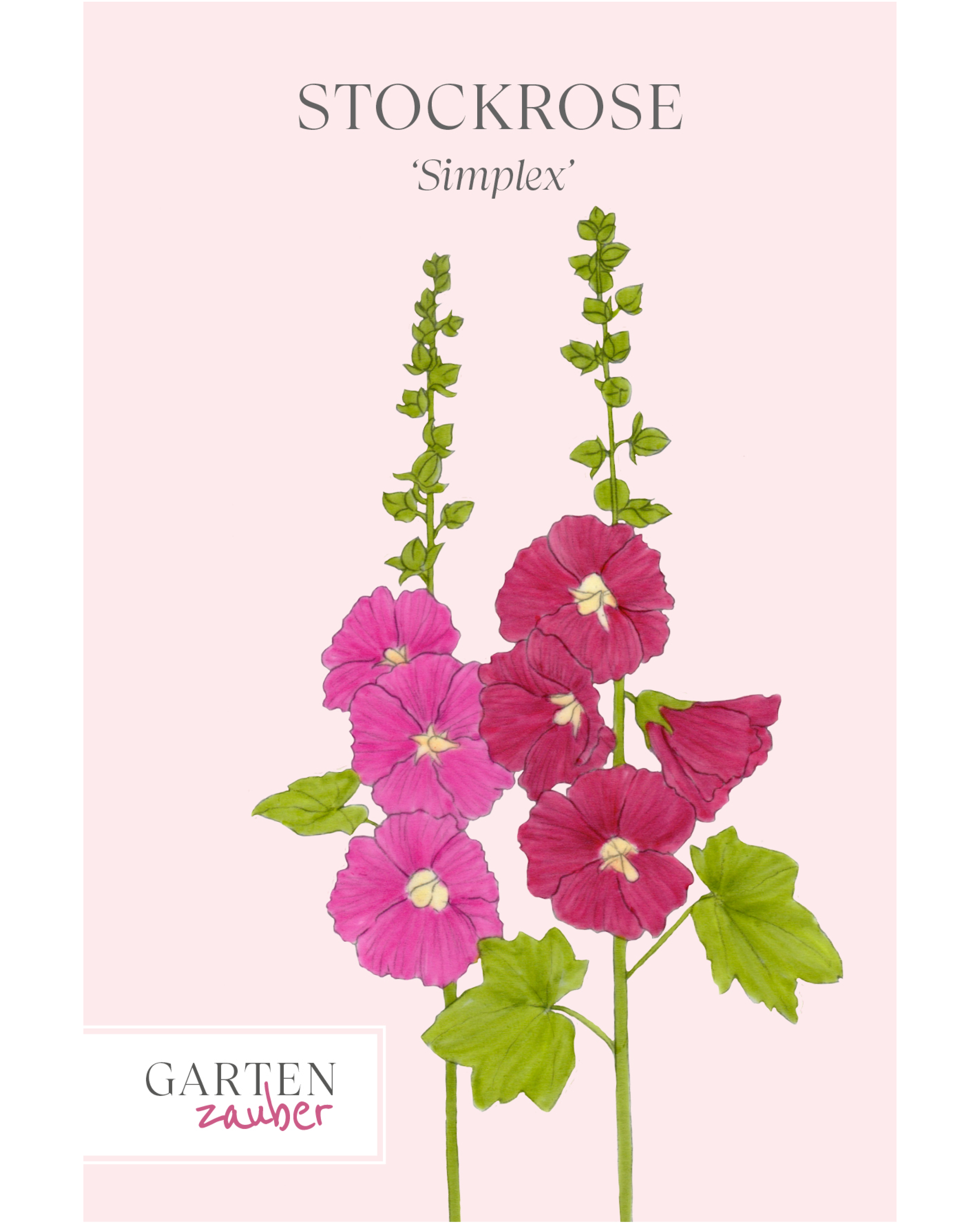 Vorderseite der Saatguttüte Stockrose ‘Simplex’ – Alcea rosea-Hybr. mit handgezeichneter Illustration der einfachen Blüten in Rosa und Rot aus der Gartenzauber-Saatgutserie.
