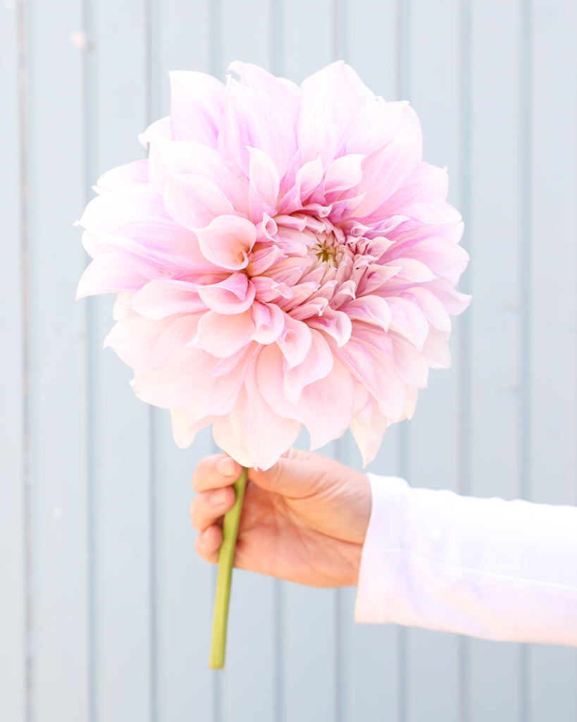 Nahaufnahme der Dahliensorte Allens Imagination vor einem blauen Hintergrund.