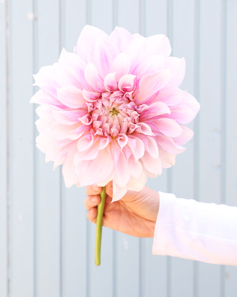 Nahaufnahme der Dahliensorte Allens Imagination vor einem blauen Hintergrund.