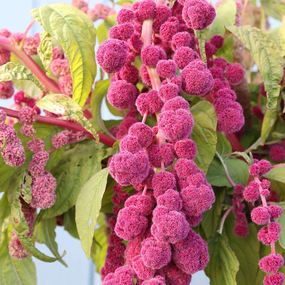 Amaranth 'Mira' Saatgut – dekorative Sommerblume