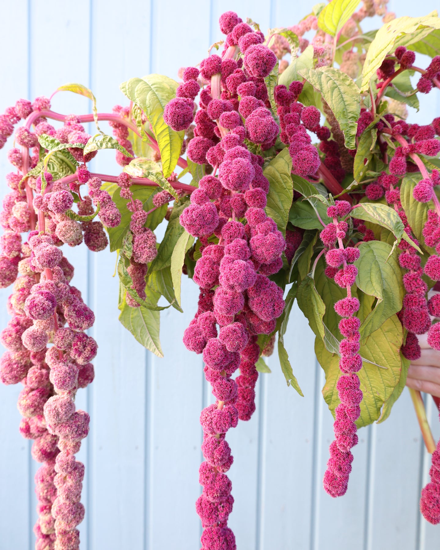 Bluehende Pflanze Amaranth - Amaranthus cruentus ‘Mira‘ aus der Gartenzauber-Saatgutserie