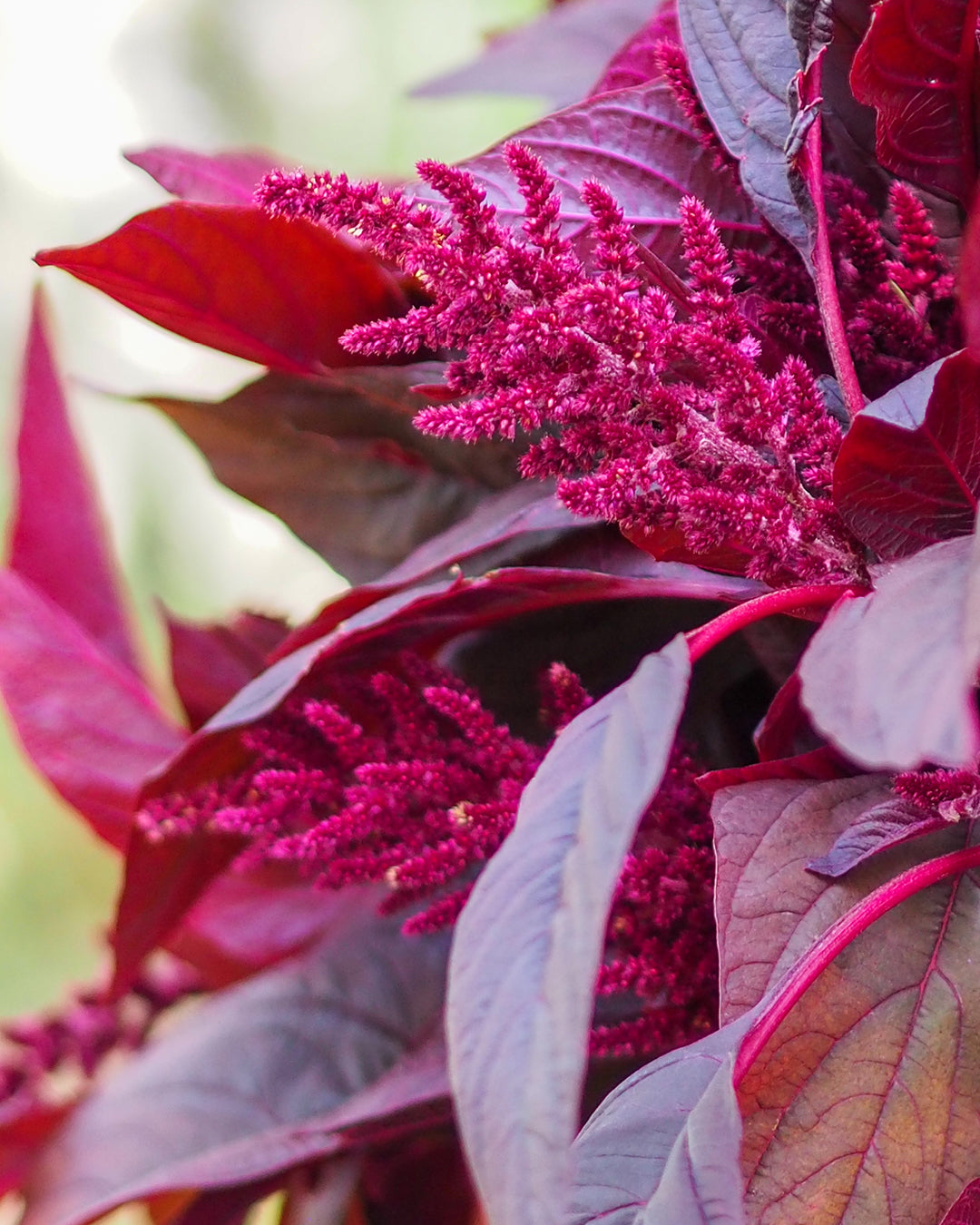 Bluehende Pflanze Amaranth - Amaranthus cruentus ‘Velvet Curtains‘ aus der Gartenzauber-Saatgutserie