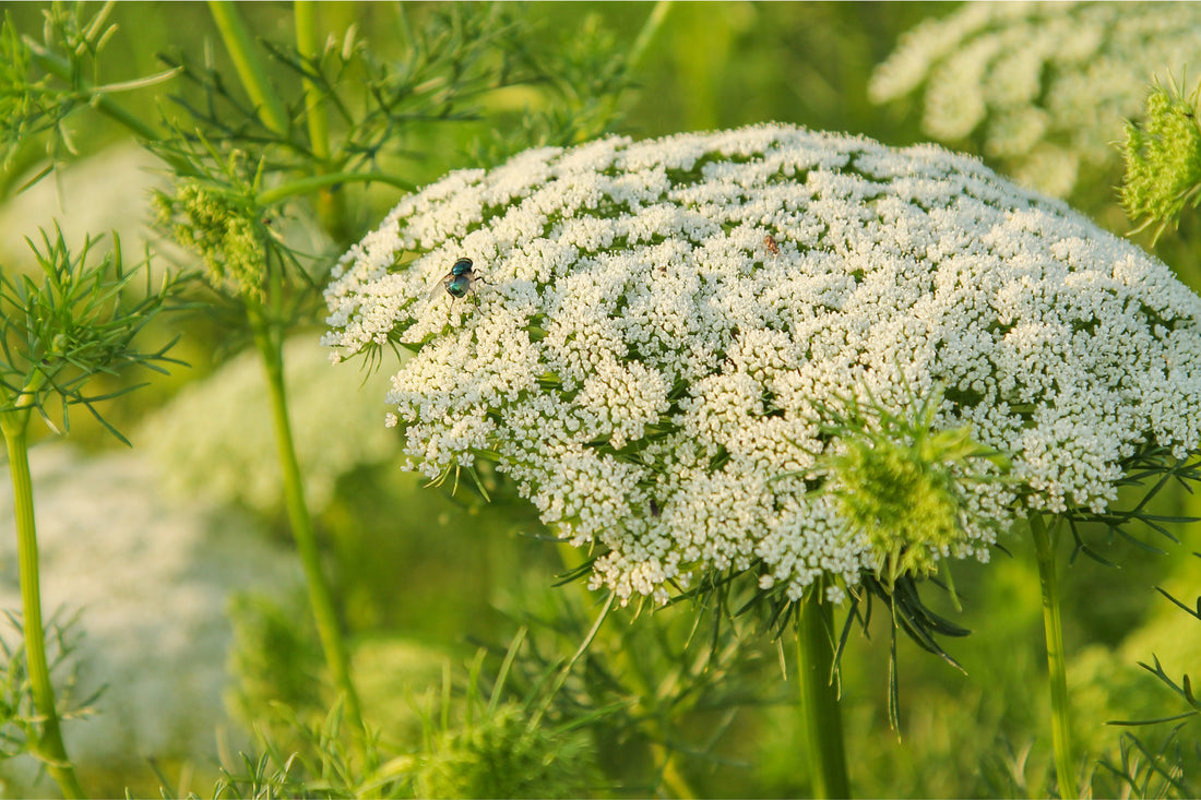 Weiße Blütendolde des Bischofskrauts (Ammi visnaga) mit Insektenbesuch – beliebte Nektarpflanze für Bienen und Schwebfliegen.