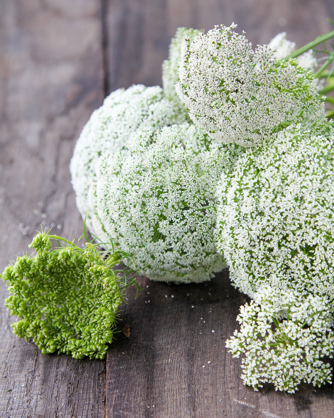 Bluehende Pflanze Bischofskraut ‘Green mist‘ Ammi visnaga aus der Gartenzauber-Saatgutserie