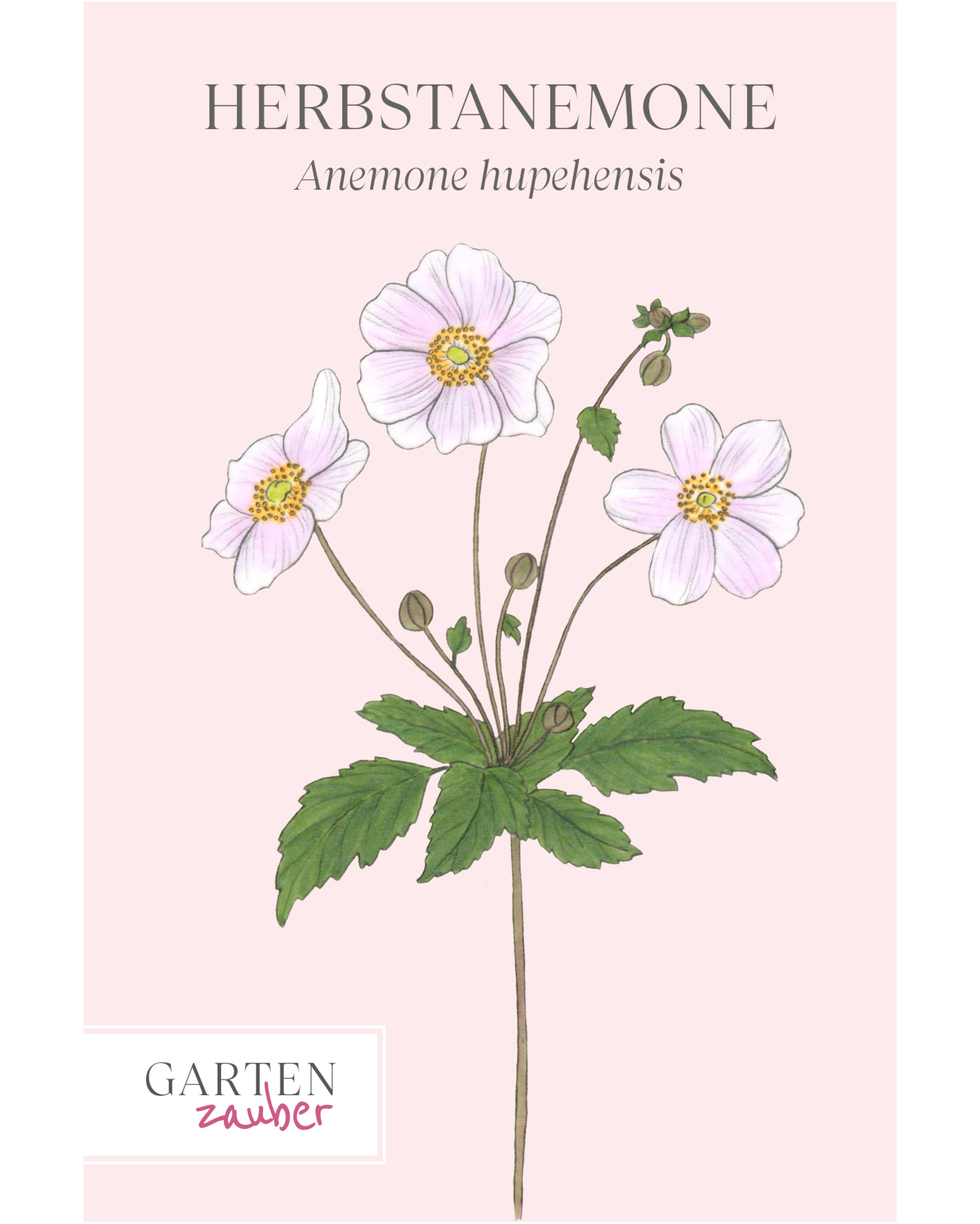 orderseite der Saatguttüte Herbstanemone – Anemone hupehensis var. japonica mit handgezeichneter Illustration der zarten, schalenförmigen Blüten in Weiß, Rosa oder Purpur aus der Gartenzauber-Saatgutserie.