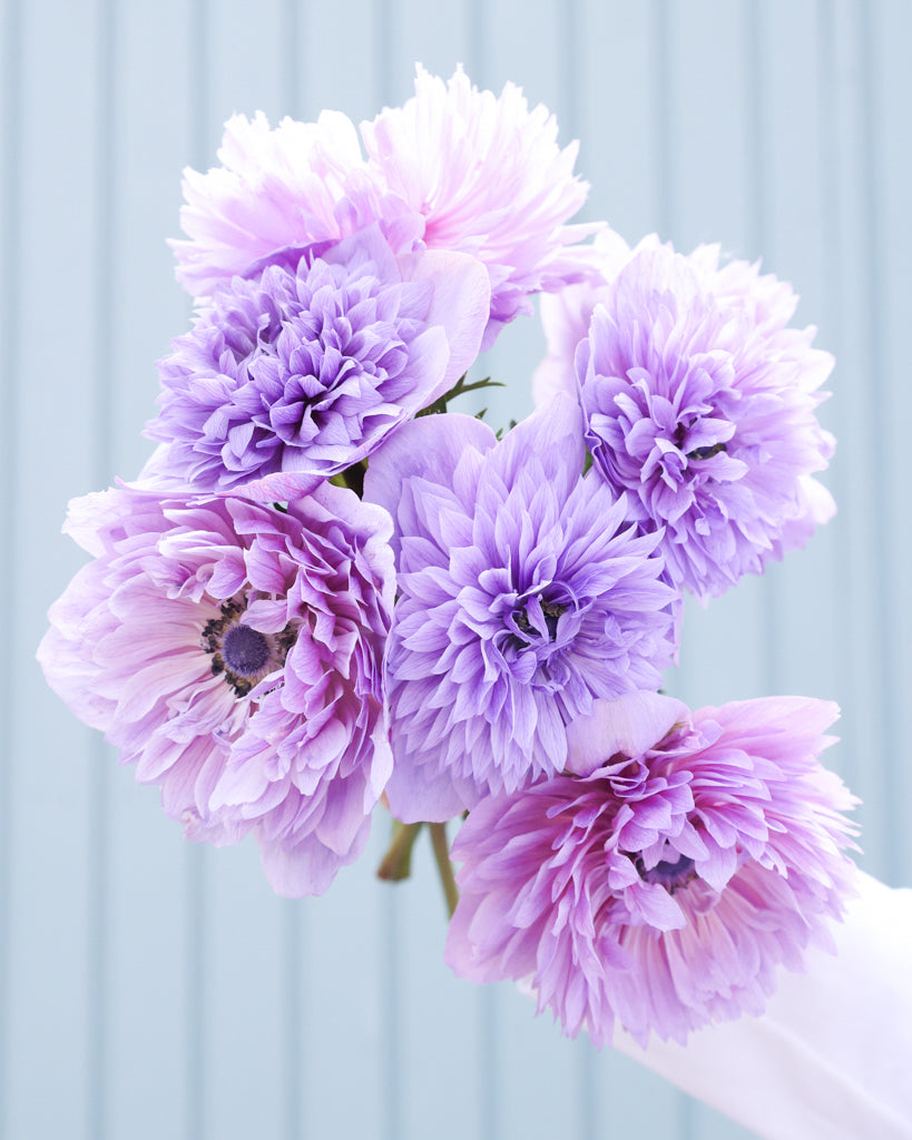 Gefuellte Blueten der Anemone LEVANTE® Azzurro in Lavendelblau als Strauß