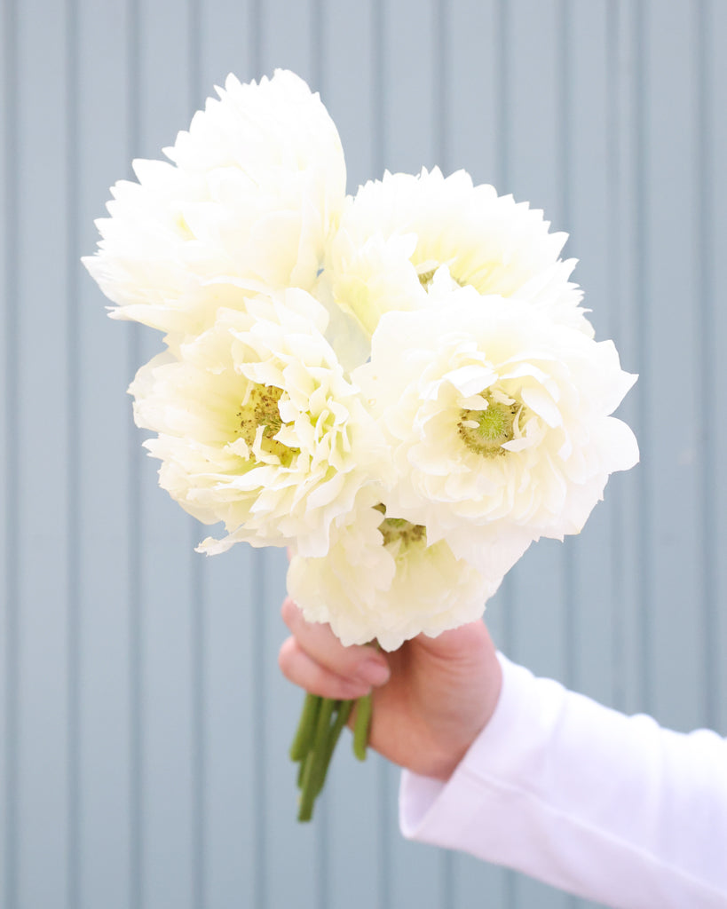 Gefuellte Blueten der Anemone LEVANTE® Azzurro in Reinweiß als Strauss