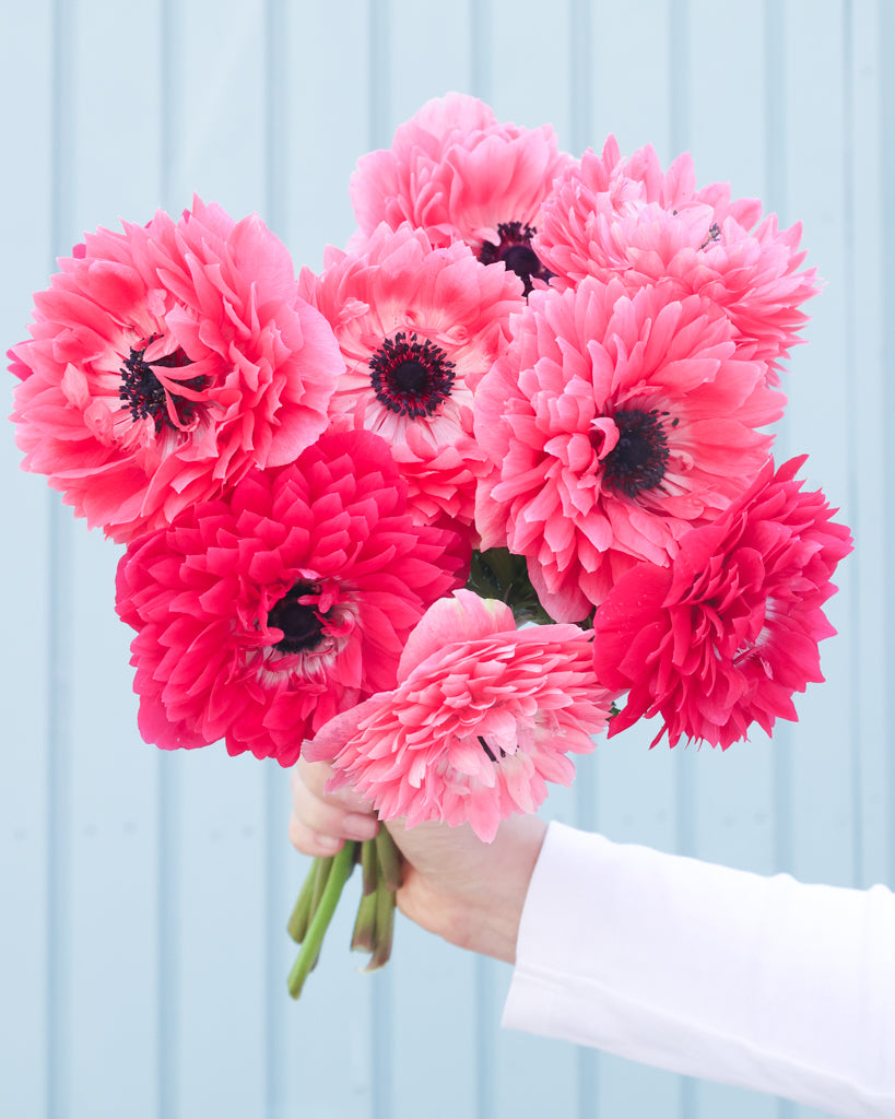 Gefuellte Blueten der Anemone LEVANTE® Rosa in intensivem Rosaton als Strauss