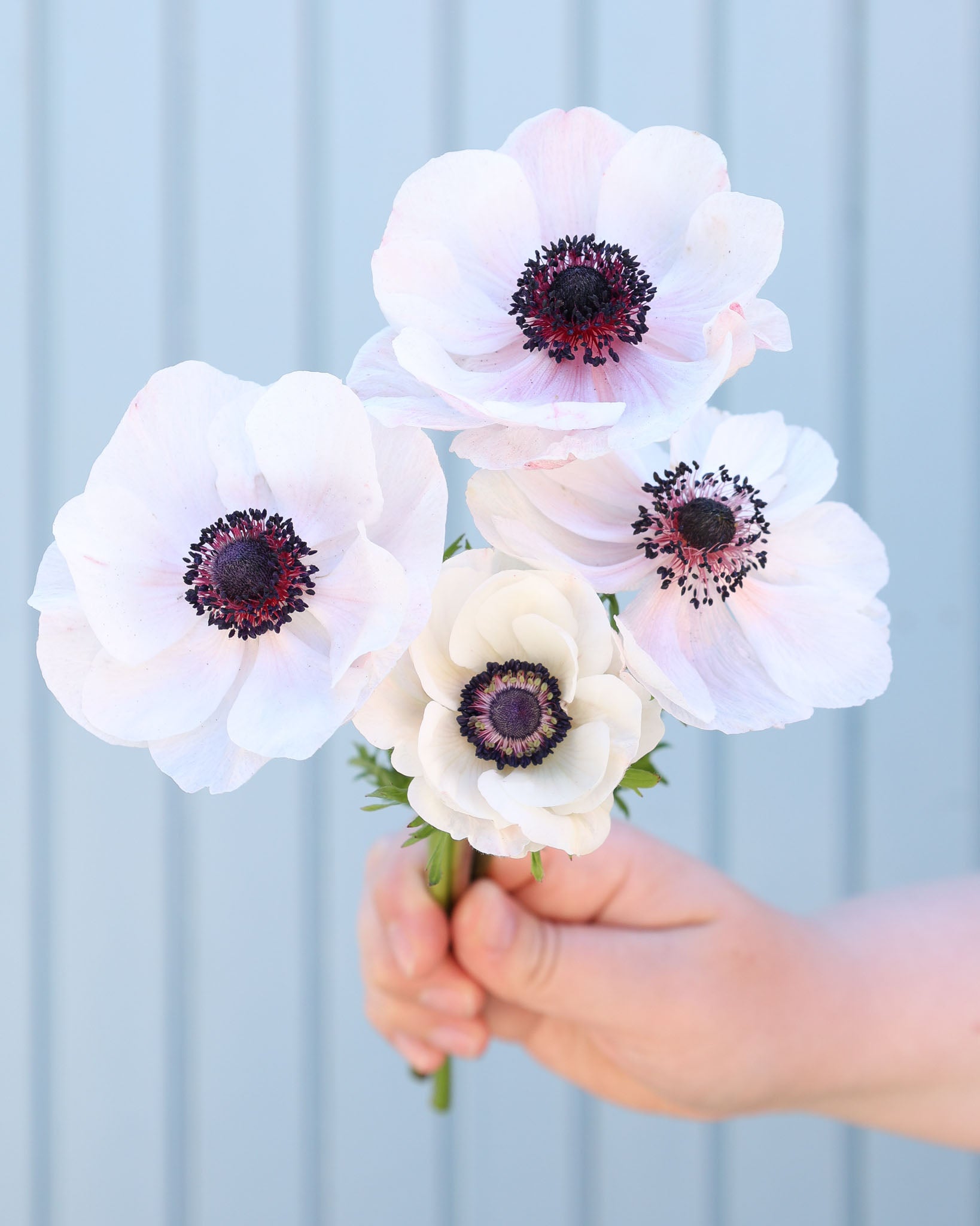 Vier zart weiße Anemonen der Sorte Mistral Plus® Panda mit dunklen Staubgefäßen vor hellblauen Hintergrund.