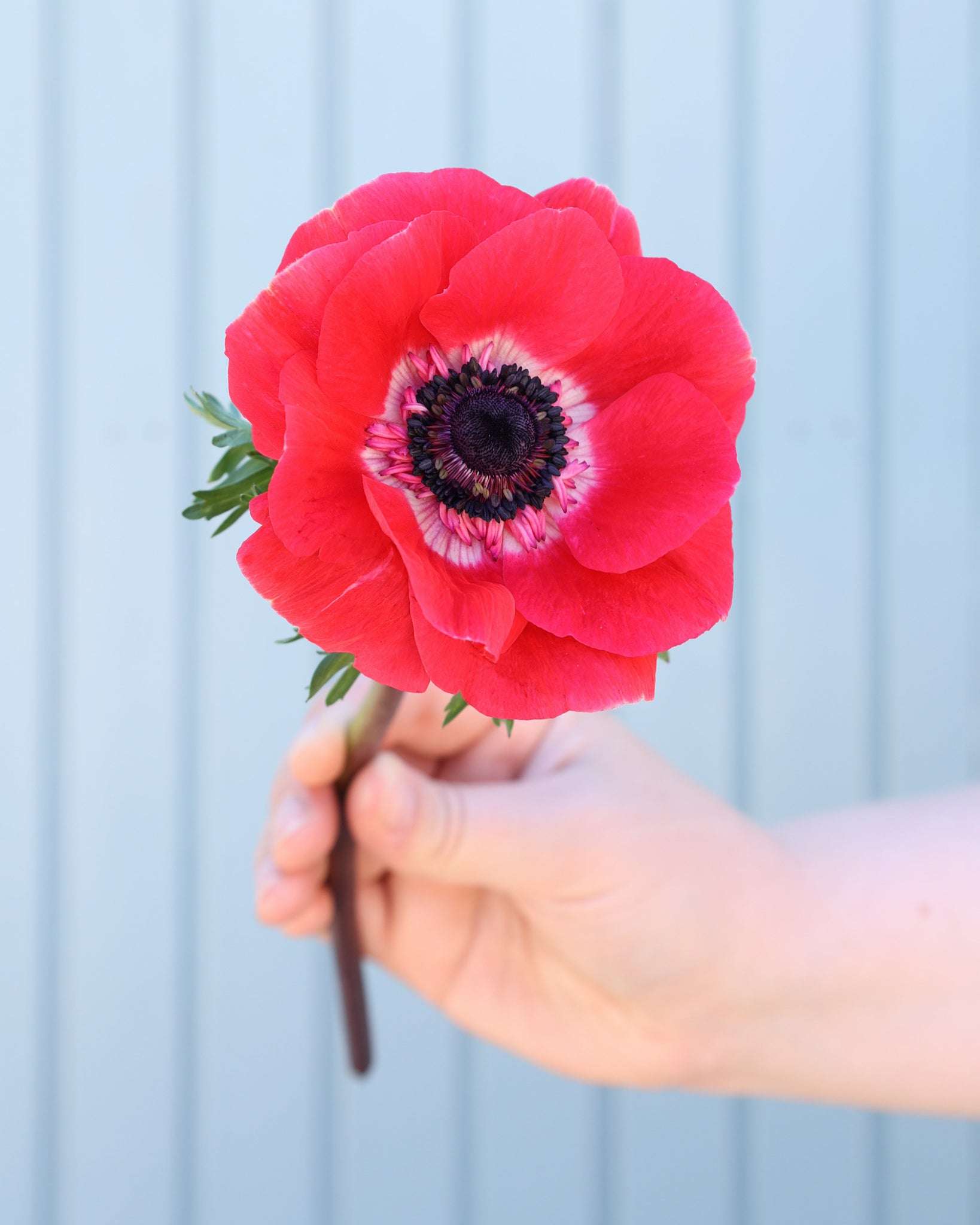 Eine korallpinke Anemone der Sorte Mistral Plus® Pinkie mit dunklen Staubgefäßen vor einem hellblauen Hintergrund.