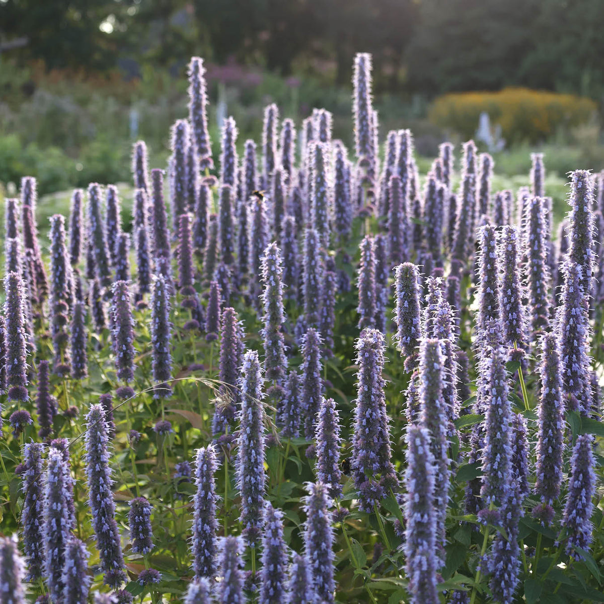Agastache foeniculum Saatgut – Anis-Duftnessel & Bienenfreundlich