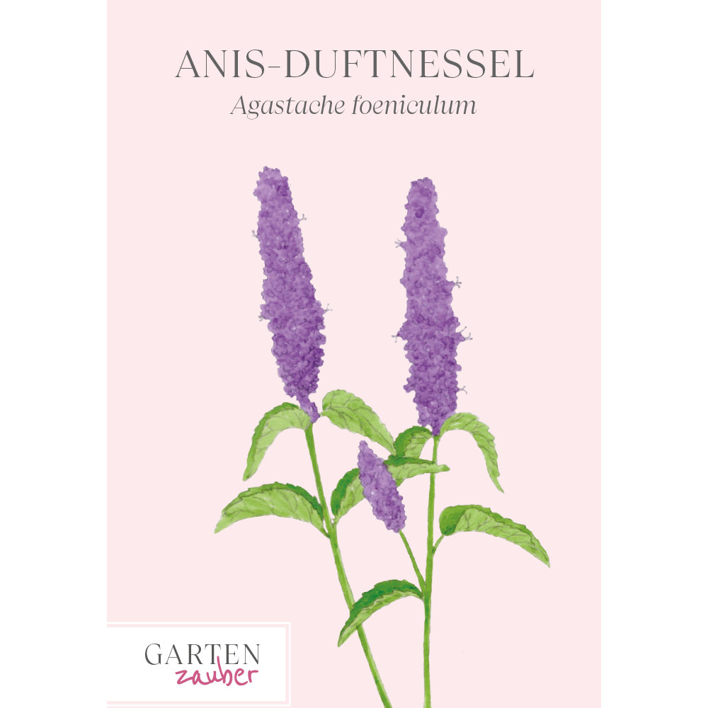 Blume Anis-Duftnessel - Agastache foeniculum aus der Gartenzauber-Saatgutserie
