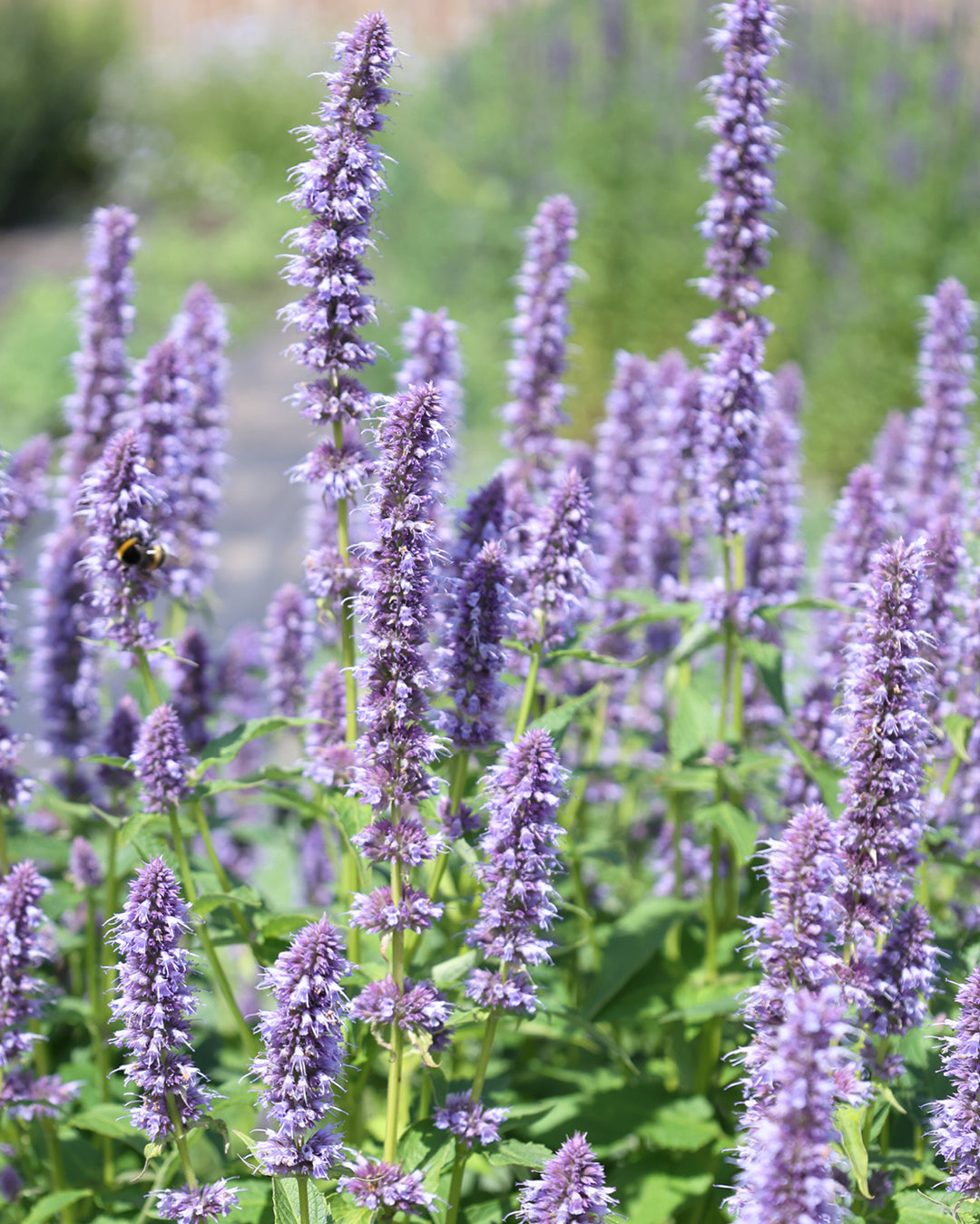 Blume Anis-Duftnessel - Agastache foeniculum aus der Gartenzauber-Saatgutserie