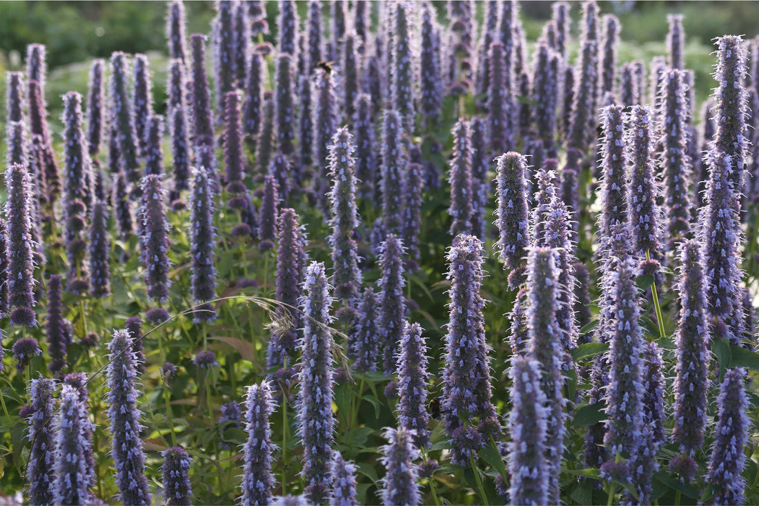 Blühende Anis-Duftnessel (Agastache foeniculum) im Sommergarten – violette Blütenähren der duftenden, trockenheitsverträglichen Staude, die Bienen und Schmetterlinge anzieht.