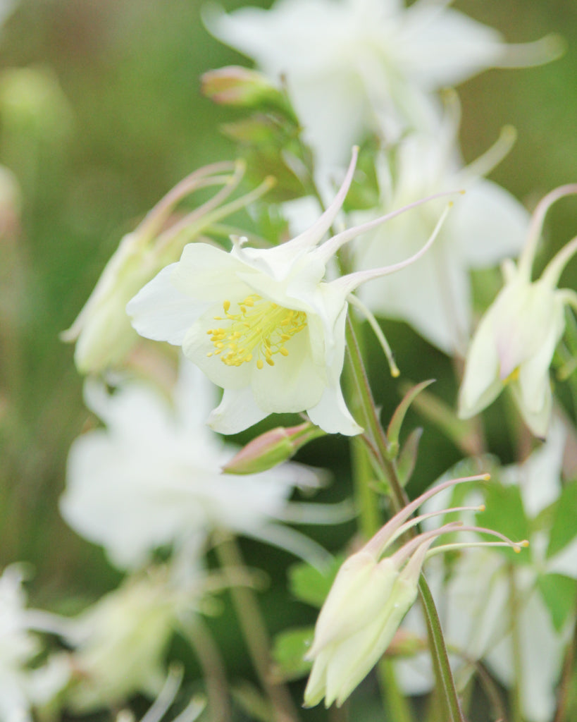 Nahaufnahme einer Blüte der Akelei (Aquilegia caerulea-Hybride ‘Kristall’) mit reinweißen, klar gezeichneten Blütenblättern.