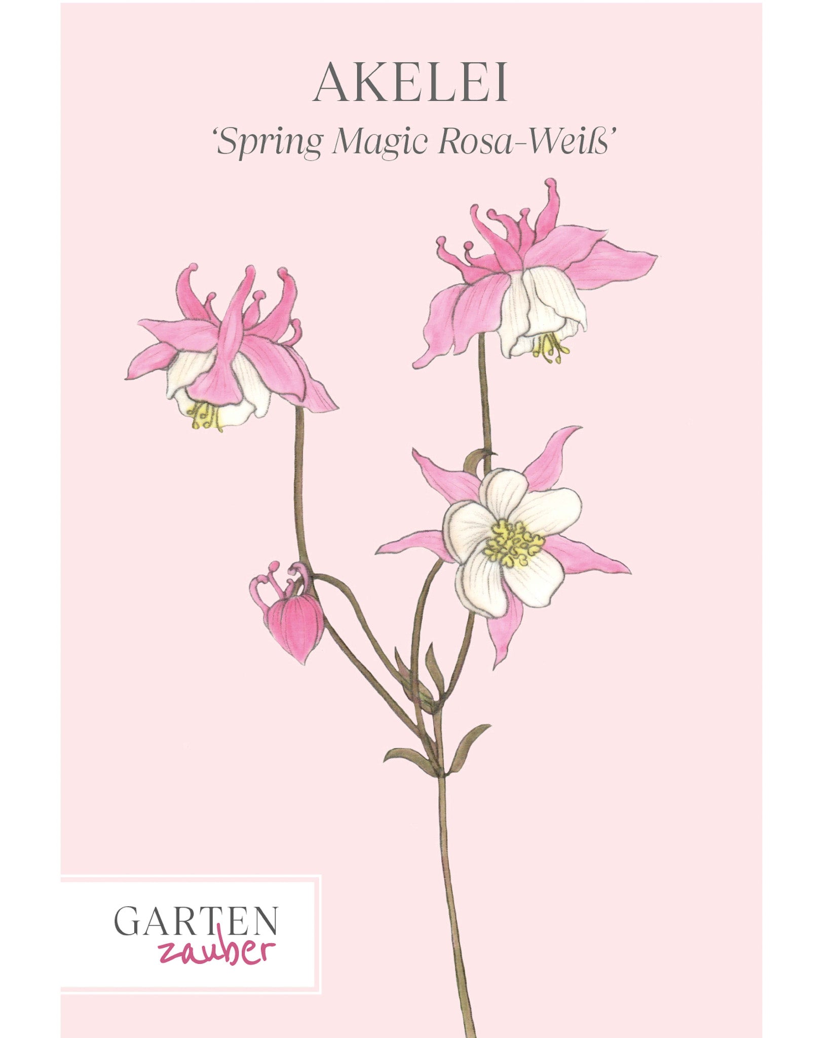 Vorderseite der Saatguttüte Akelei ‘Spring Magic Rosa-Weiß’ – Aquilegia flabellata mit handgezeichneter Illustration der zweifarbigen Blüten in Rosa und Weiß aus der Gartenzauber-Saatgutserie.