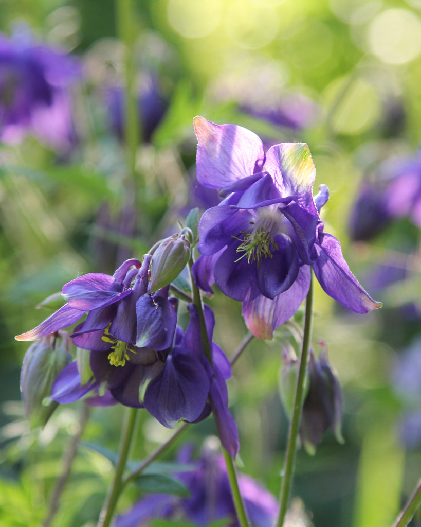 Mehrere Blüten der Akelei (Aquilegia vulgaris) blühend im Gartenbeet mit ihrem filigranen, natürlichen Erscheinungsbild.