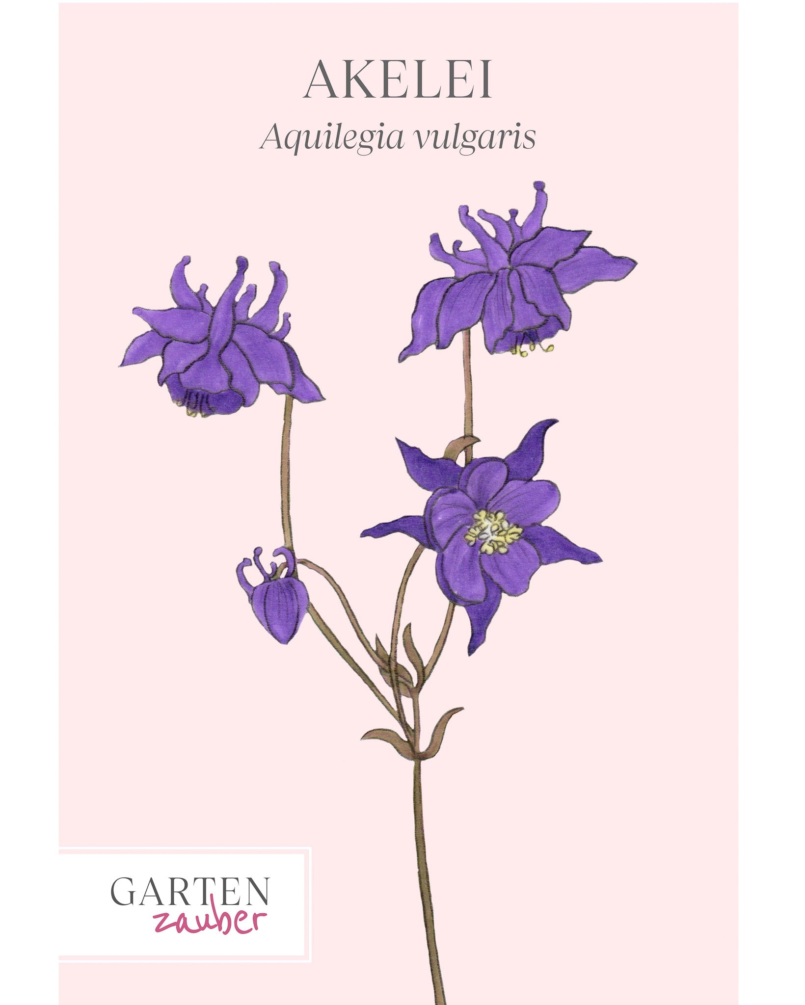 Vorderseite der Saatguttüte Akelei – Aquilegia vulgaris mit handgezeichneter Illustration der typischen, glockenförmigen Blüten aus der Gartenzauber-Saatgutserie.