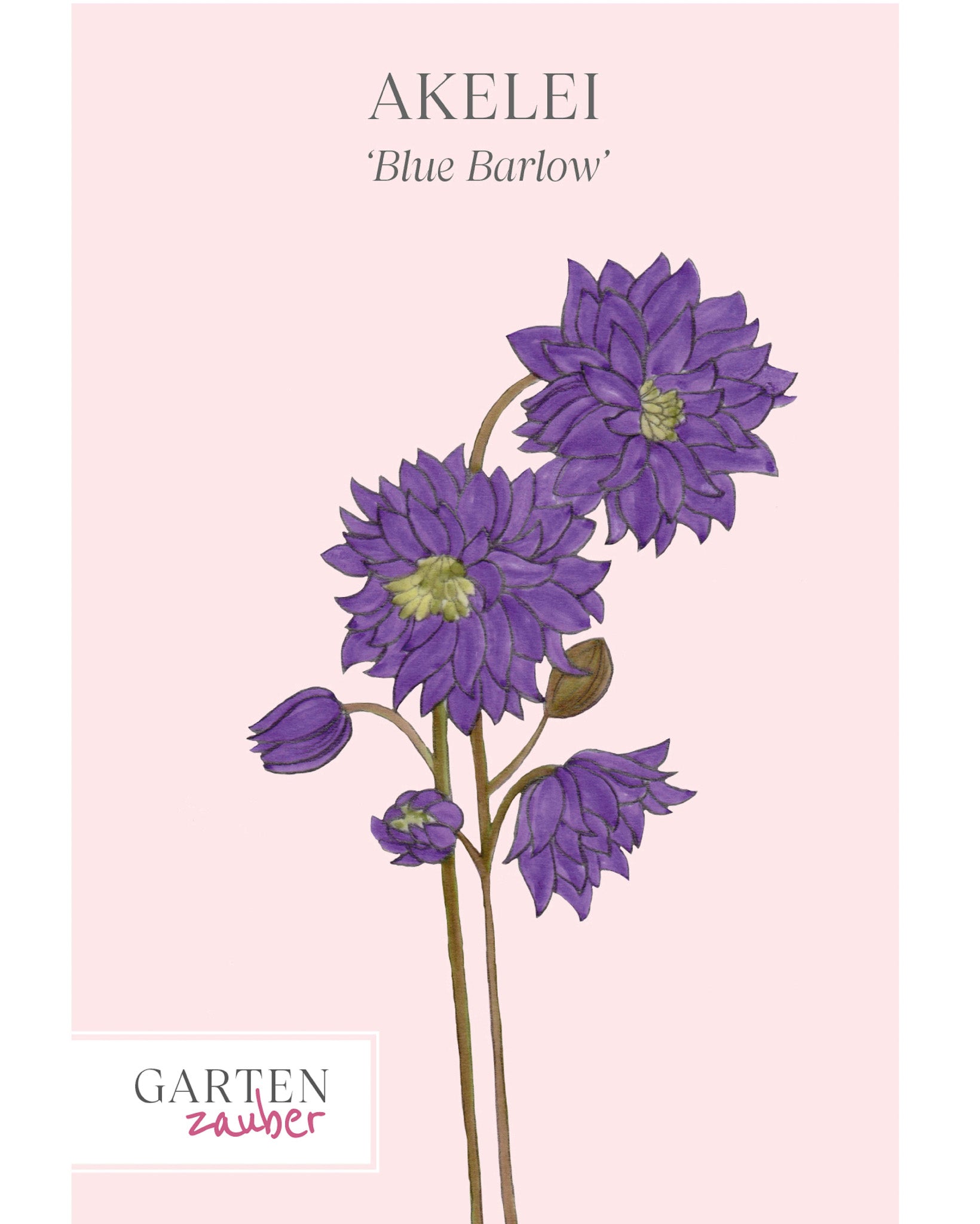 Vorderseite der Saatguttüte Akelei ‘Blue Barlow’ – Aquilegia vulgaris mit handgezeichneter Illustration der gefüllten, tief blau-violetten Blüten aus der Gartenzauber-Saatgutserie.