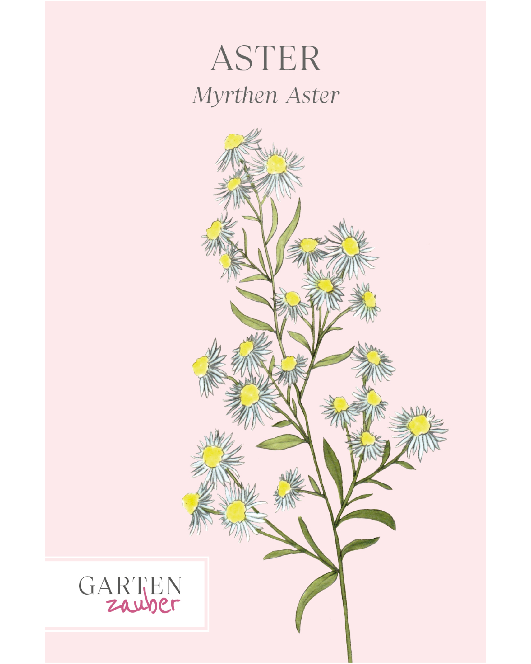 Vorderseite der Saatguttüte Myrthen-Aster – Aster ericoides mit handgezeichneter Illustration der filigranen, kleinen Blüten aus der Gartenzauber-Saatgutserie.