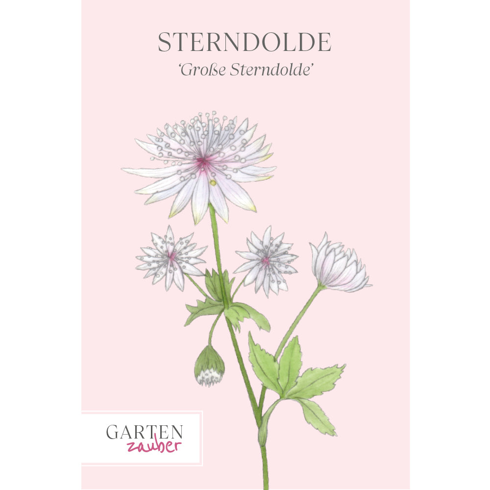 Groe Sterndolde Saatgut  Staude & Sommerblume | Gartenzauber