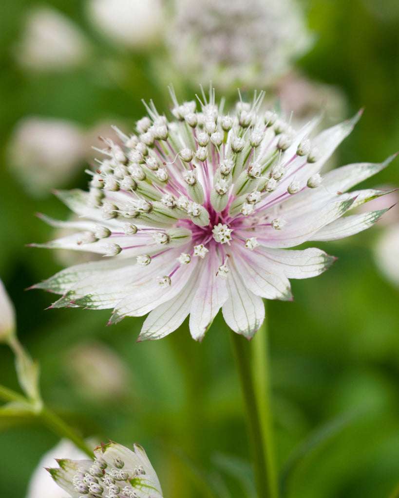 sterndolde düngen Große Sterndolde Saatgut – Staude & Sommerblume