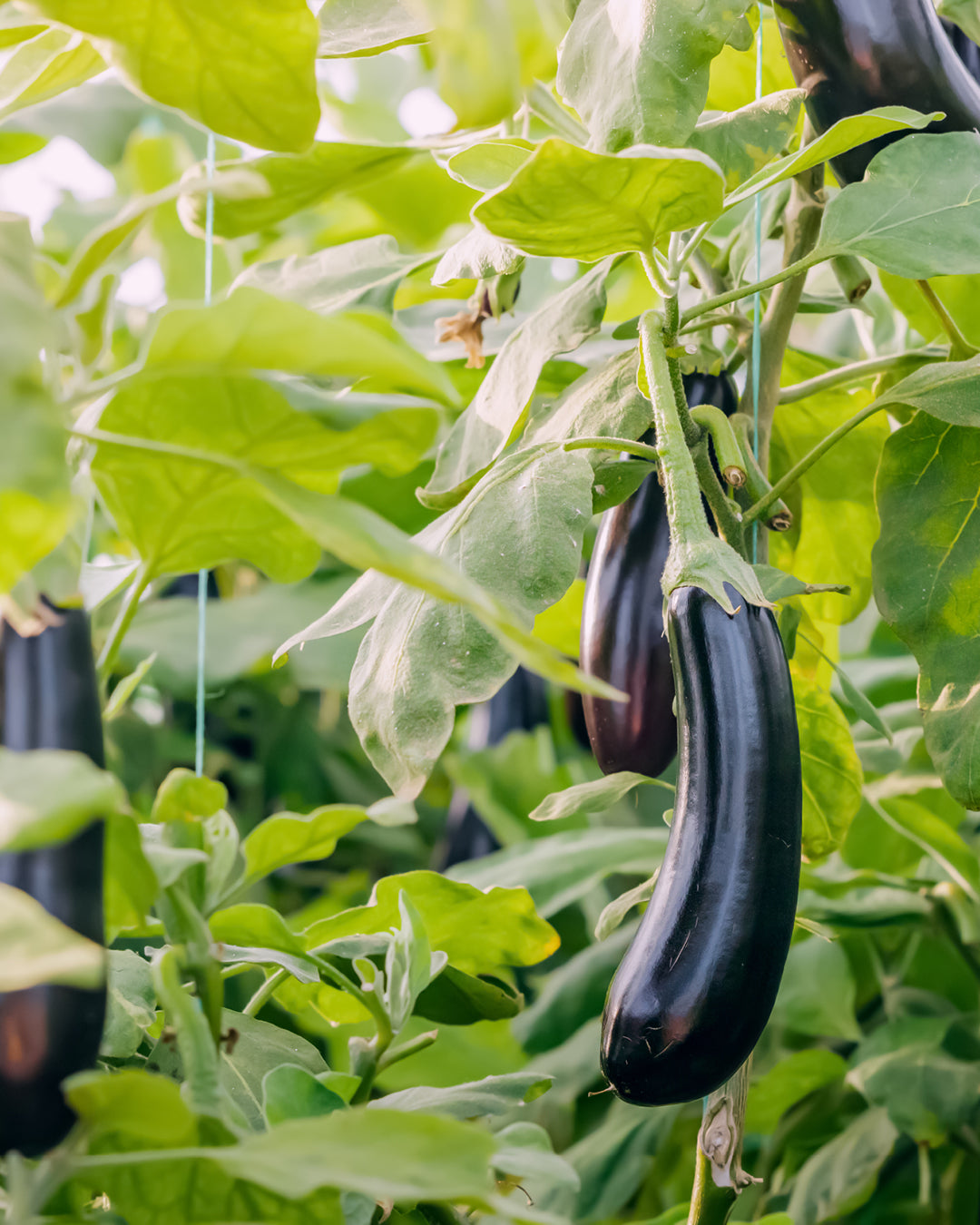 Früchte der Aubergine an der Pflanze aus der Gartenzauber-Saatgutserie
