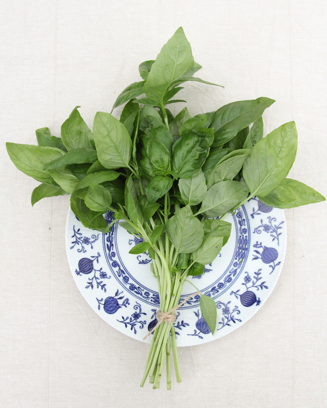 Genoveser Basilikum Saatgut – Klassiker für Pesto