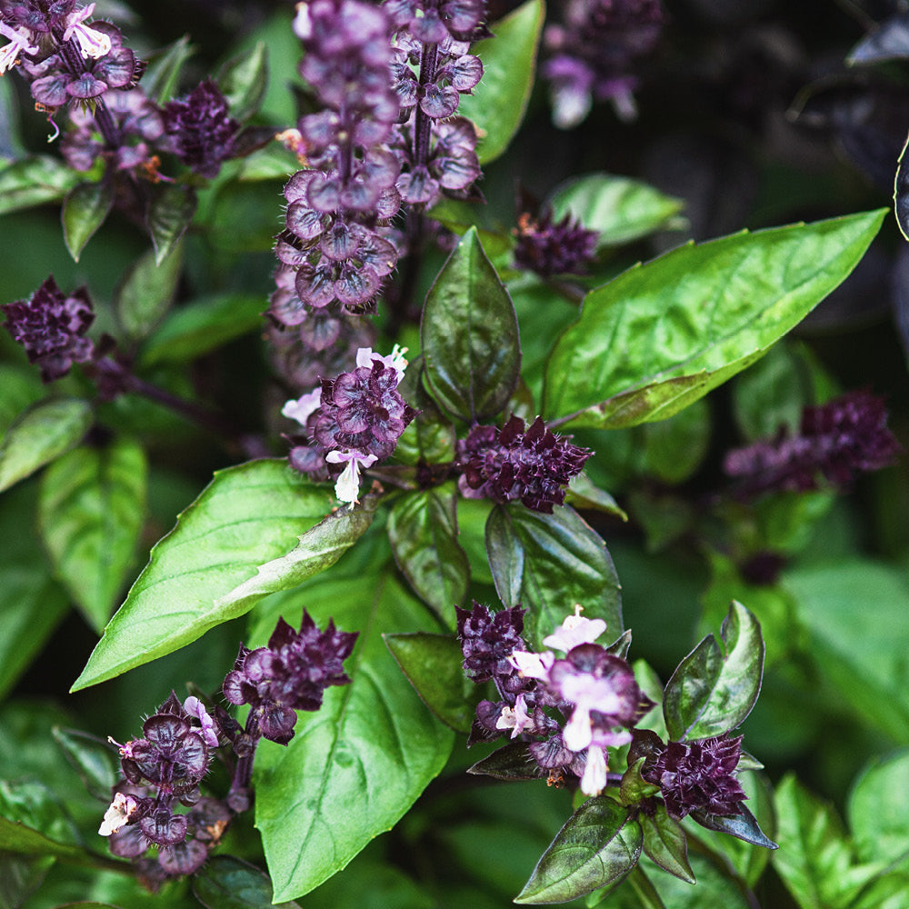 Buy basil 'Cinnamon basil' – Gartenzauber