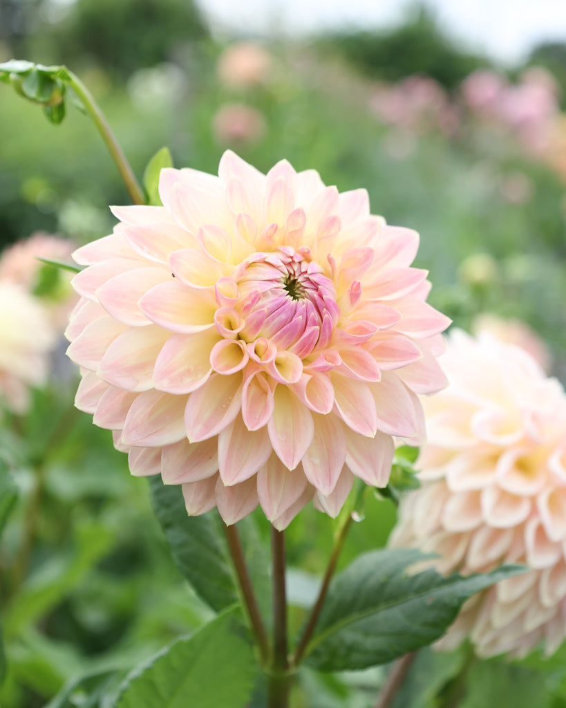 Blüten der Dahliensorte Bloomquist Alan im Beet.