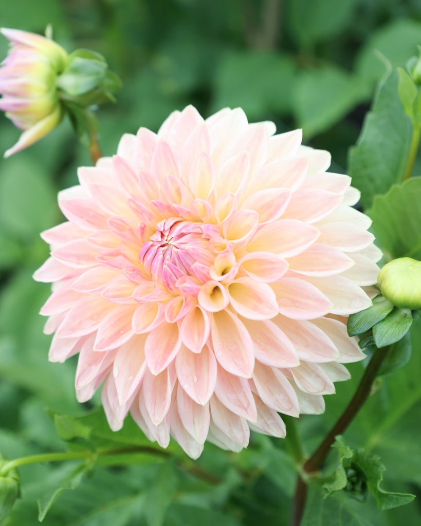 Blüten der Dahliensorte Bloomquist Alan im Beet.