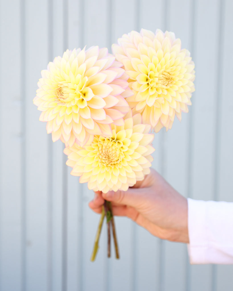 Nahaufnahme von drei Dahlien der Sorte Bloomquist Blush vor einem blauen Hintergrund.