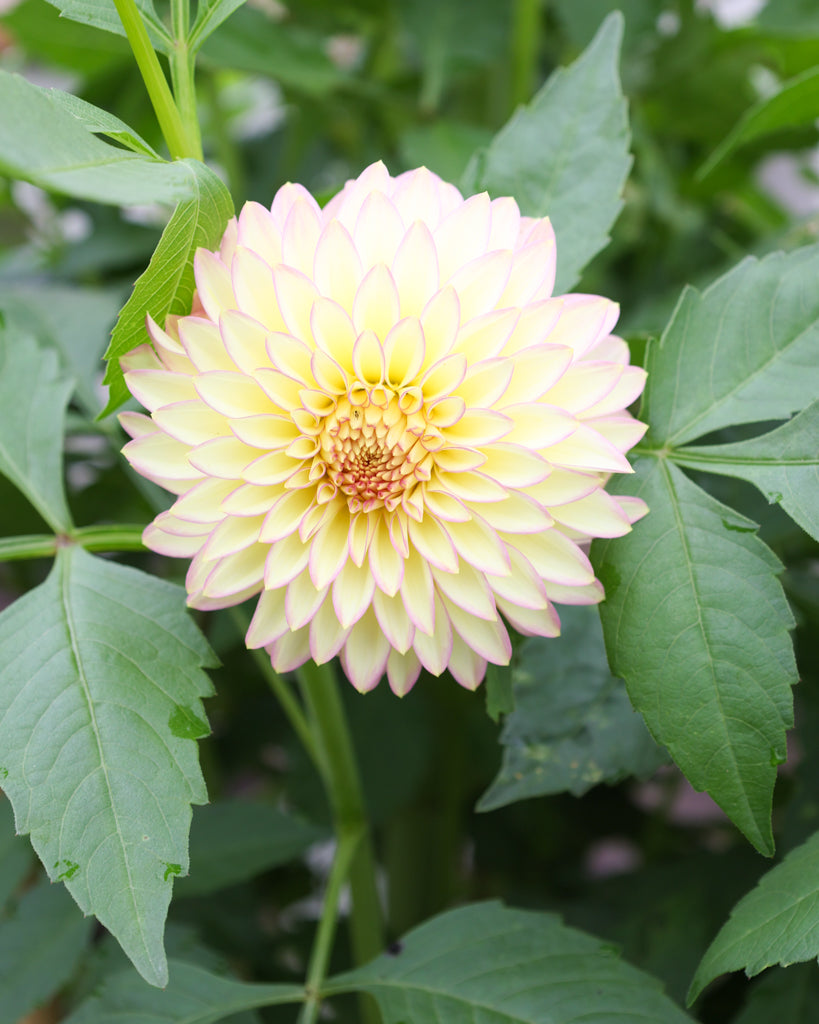 Nahaufnahme einer Dahlie der Sorte Bloomquist Blush im Beet.