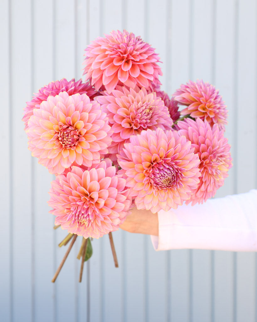 Dahlienstrauß der Dahliensorte Bloomquist Mojo vor einem blauen Hintergrund.