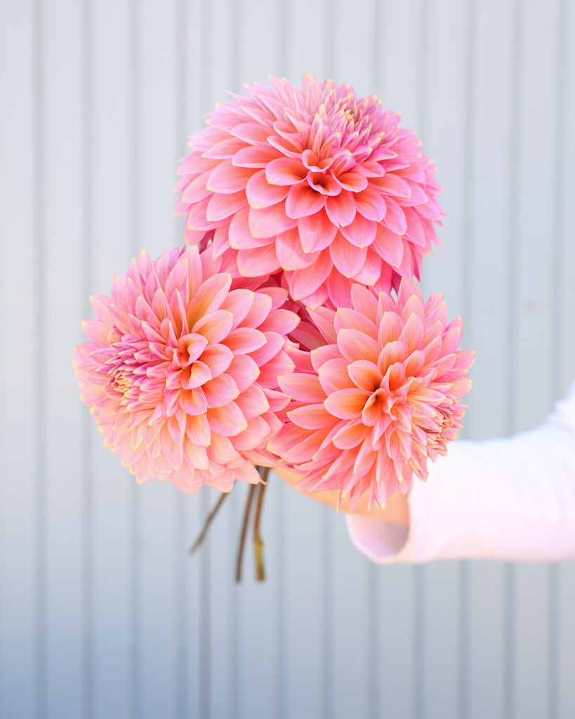 Drei Blüten der Dahliensorte Bloomquist Mojo vor einem blauen Hintergrund.
