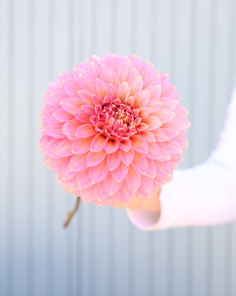 Eine einzelne Blüte der Dahliensorte Bloomquist Mojo vor einem blauen Hintergrund.