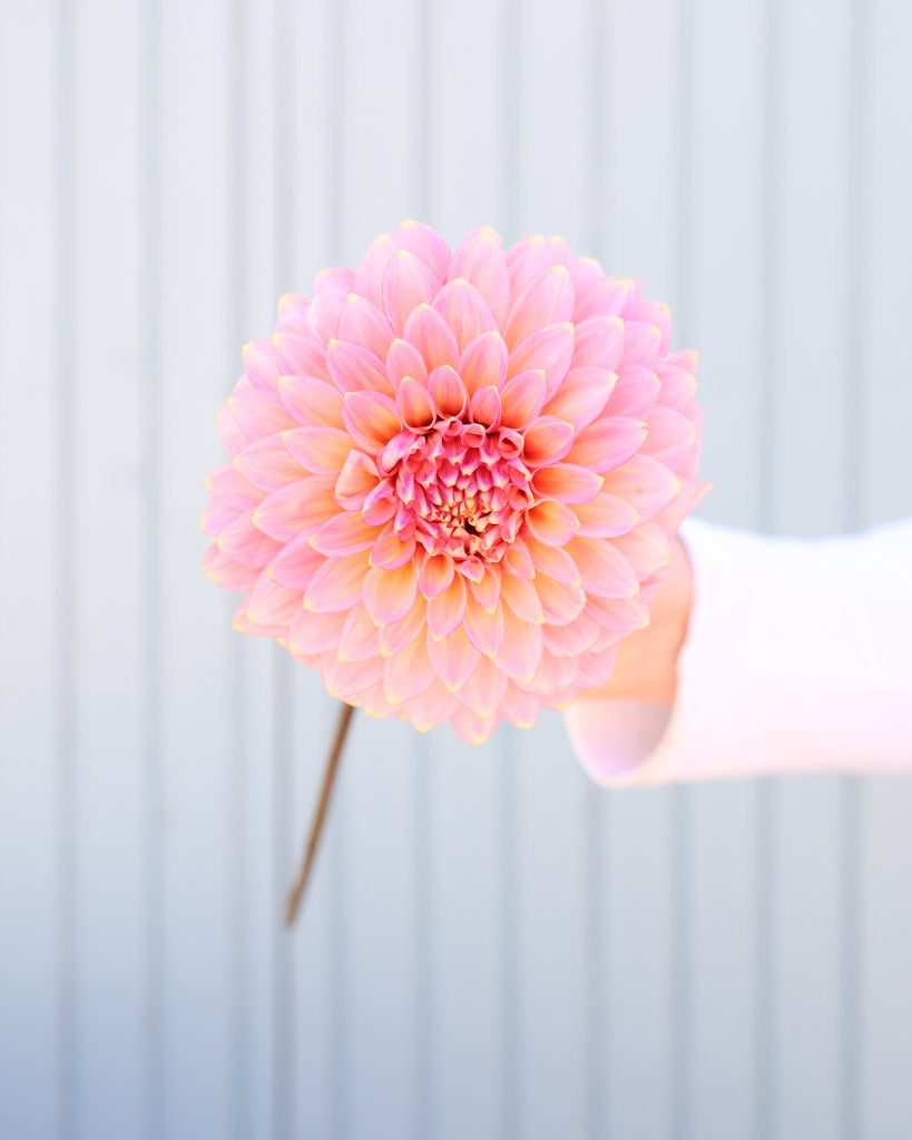 Eine einzelnde Blüte der Dahliensorte Bloomquist Mojo vor einem blauen Hintergrund.