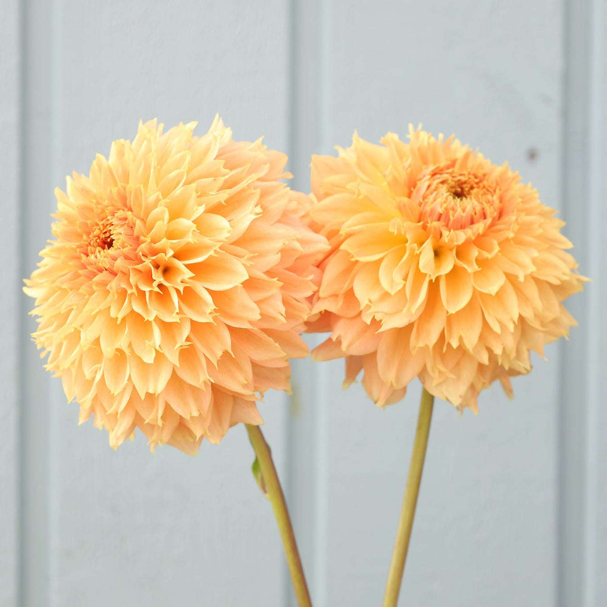 S*A様 Blooming DAISY イヤリング　casaceleste Bloomquist Sue - LIMIT 1 – The Farmhouse Flower Farm