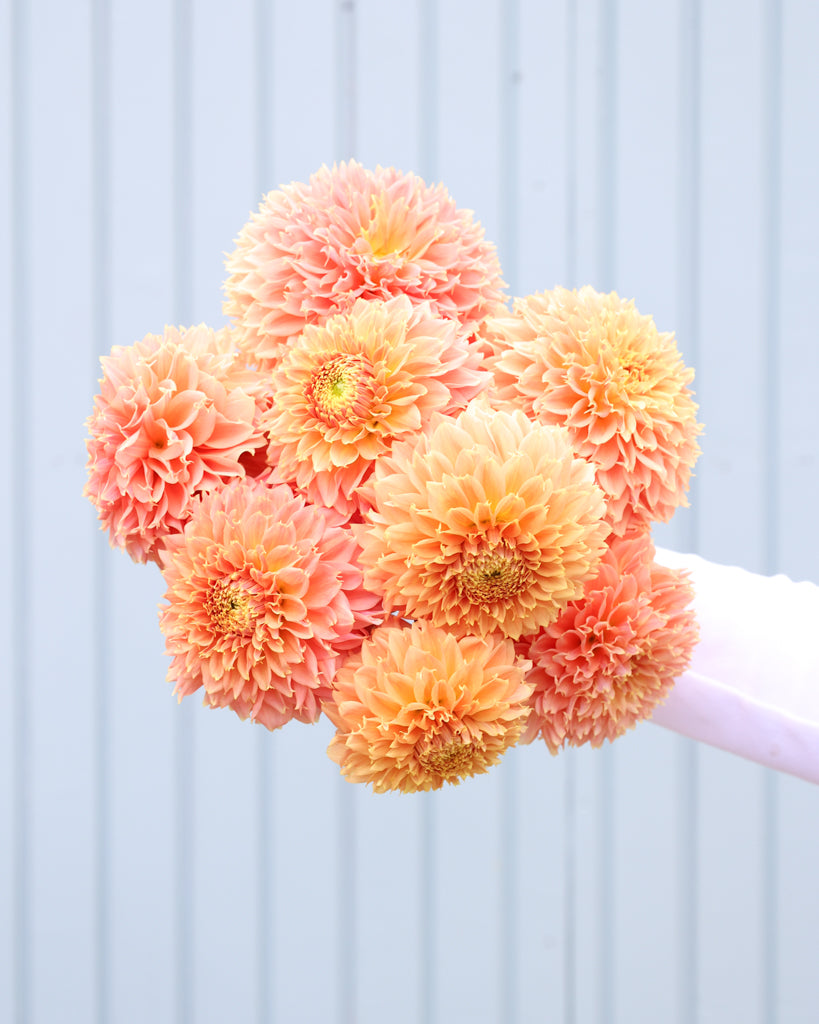 Nahaufnahme eines Dahlienstraußes der Sorte Bloomquist Sue vor einem blauen Hintergrund.