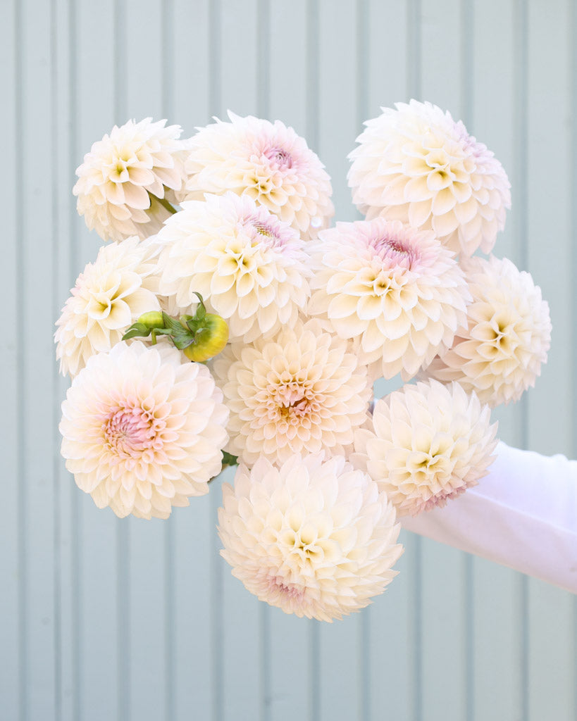 Dahlienstrauß der Dahliensorte Bloomquist Tory P. vor einem blauen Hintergrund.