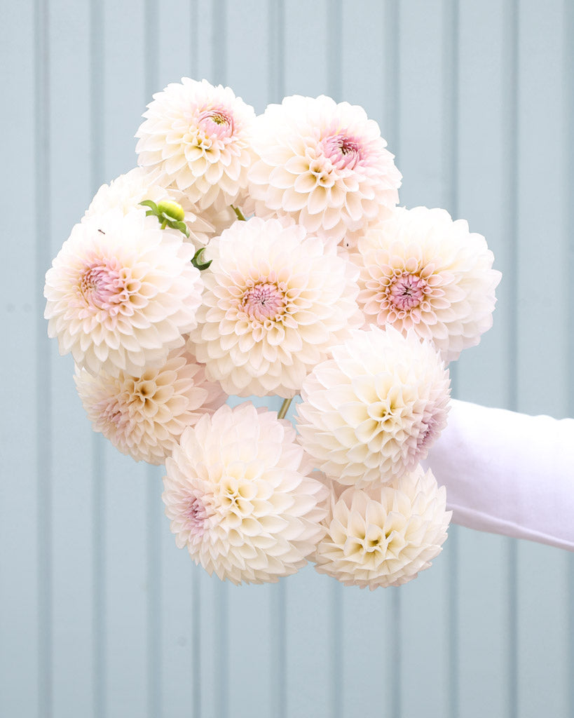 Dahlienstrauß der Dahliensorte Bloomquist Tory P. vor einem blauen Hintergrund.