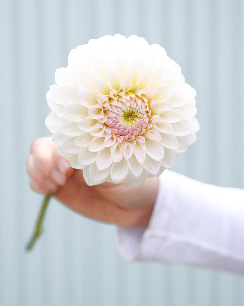 Eine Blüte der Dahliensorte Bloomquist Tory P. vor einem blauen Hintergrund.